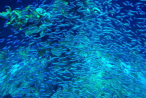 Buscamos proyectos para proteger el mar